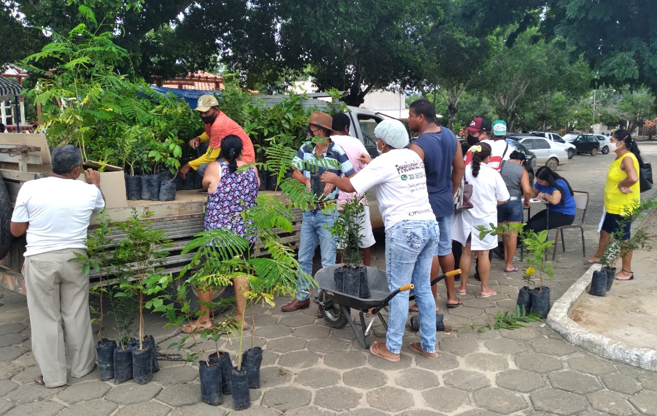 Prefeitura distribui mais de 300 mudas ornamentais e frutíferas em Jacinto